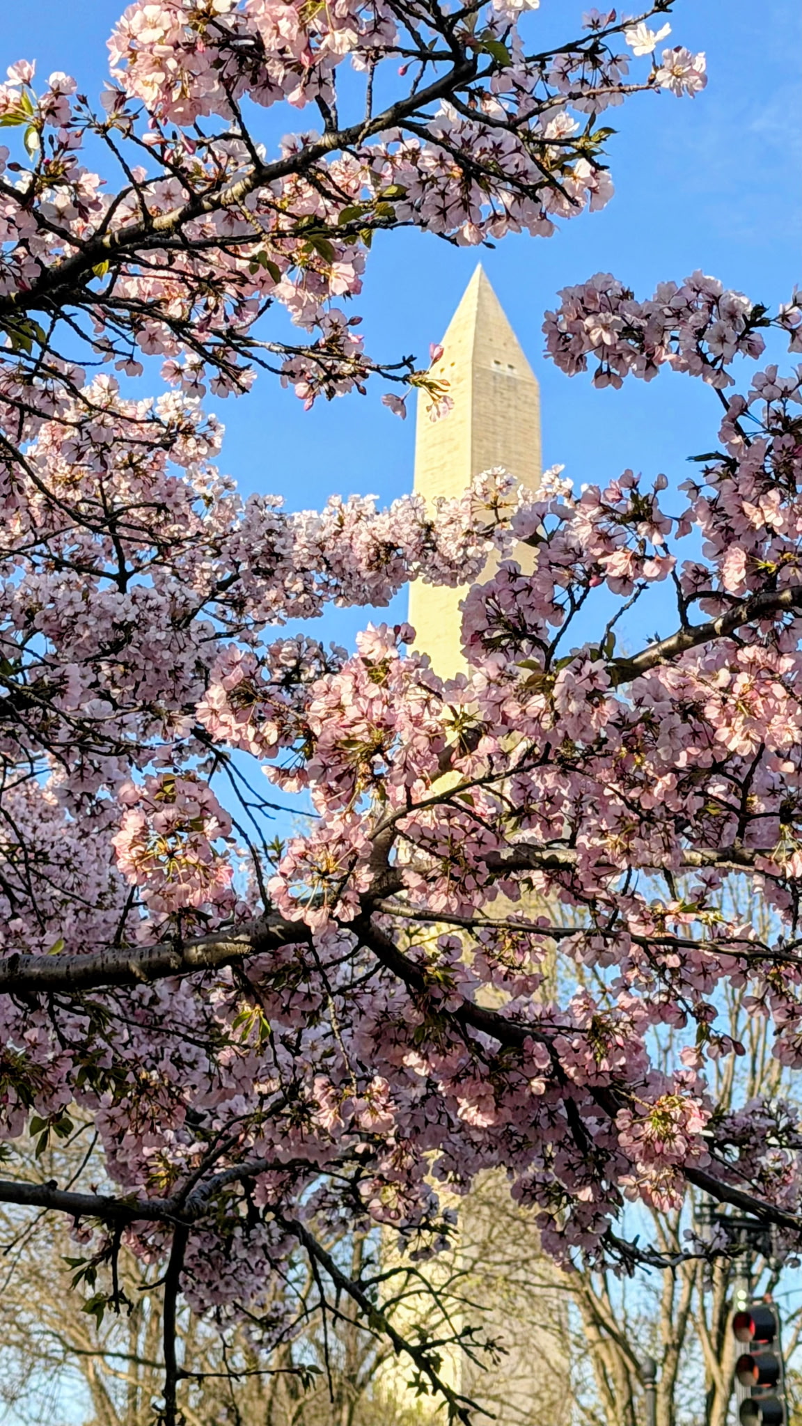 National Monument with cherry blossom trees