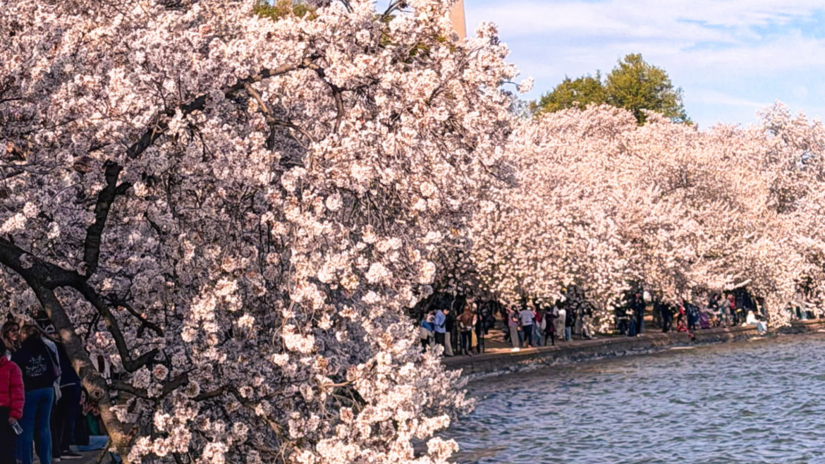 cherry blossoms dc/md/va